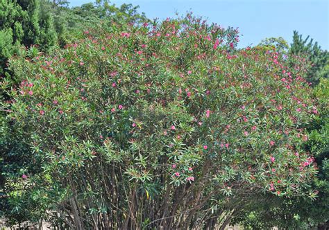 夾竹桃|キョウチクトウ（夾竹桃）の育て方と植物の特徴をわ。